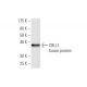 CBLL1 Antibody (3B12) - Western Blotting - Image 350277