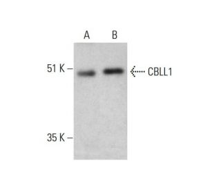 CBLL1 Antibody (3B12) - Western Blotting - Image 384297 