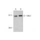 CBLL1 Antibody (3B12) - Western Blotting - Image 384297 