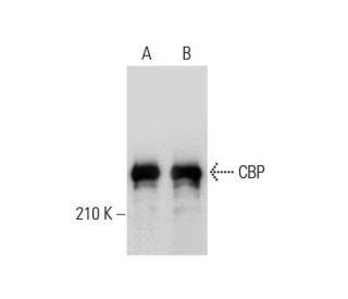 CBP/KAT3A/CREBBP Antibody (C-1) - Western Blotting - Image 136668 