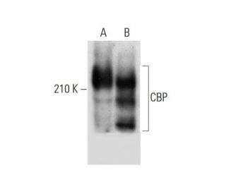 CBP/KAT3A/CREBBP Antibody (F-4) - Western Blotting - Image 308462 