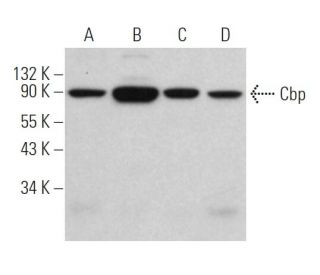 Cbp Antibody (G-8) - Western Blotting - Image 362142Each CRISPR/Cas9 Knockout (KO) Plasmid product consists of a pool of 3 plasmids designed to ensure identification and cleavage of a specific gene for maximum knockout efficiency. Each plasmid encodes a unique 20 nt sequence derived from the GeCKO (v2) library. 