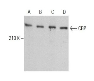 CBP/KAT3A/CREBBP Antibody (C-1) - Western Blotting - Image 381875Each CRISPR/Cas9 Knockout (KO) Plasmid product consists of a pool of 3 plasmids designed to ensure identification and cleavage of a specific gene for maximum knockout efficiency. Each plasmid encodes a unique 20 nt sequence derived from the GeCKO (v2) library. 
