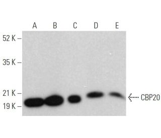 CBP20 Antibody (B-1) - Western Blotting - Image 374861 