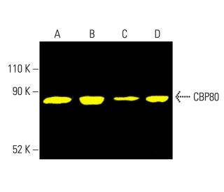 CBP80 Antibody (E-7) - Western Blotting - Image 404196 