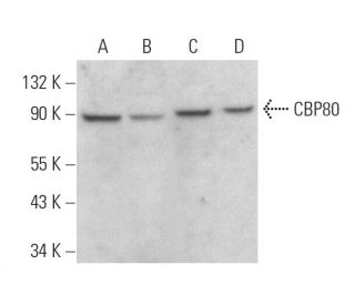 CBP80 Antibody (G-4) - Western Blotting - Image 359268 