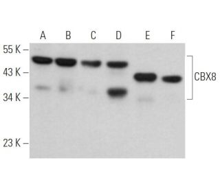 CBX8 Antibody (C-3) - Western Blotting - Image 369039 