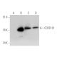 CCDC101 Antibody (D-1) - Western Blotting - Image 344702