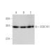 CCDC101 Antibody (D-1) - Western Blotting - Image 349043 