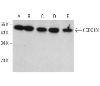 CCDC101 Antibody (D-1) - Western Blotting - Image 373453 