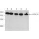 CCDC101 Antibody (D-1) - Western Blotting - Image 373453 