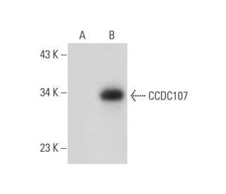 CCDC107 Antibody (E-12) - Western Blotting - Image 299159 