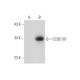 CCDC107 Antibody (E-12) - Western Blotting - Image 299159 