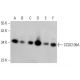 CCDC109A Antibody (E-9) - Western Blotting - Image 381015 