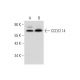 CCDC114 Antibody (E-8) - Western Blotting - Image 331205 