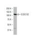 CCDC132 Antibody (AA4) - Western Blotting - Image 34374