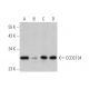 CCDC134 Antibody (B-8) - Western Blotting - Image 333444 