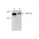 CCDC134 Antibody (B-8) - Western Blotting - Image 376626 
