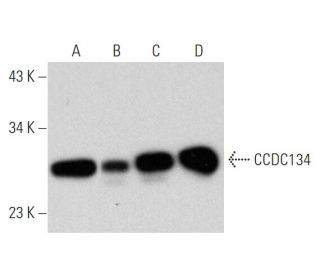 CCDC134 Antibody (E-5) - Western Blotting - Image 333591 