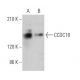 CCDC18 Antibody (H-2) - Western Blotting - Image 370135 