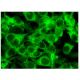 CCDC180 Antibody (G-10) - Immunofluorescence - Image 302511 