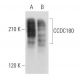 CCDC180 Antibody (G-10) - Western Blotting - Image 303794 