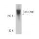 CCDC180 Antibody (G-10) - Western Blotting - Image 379055