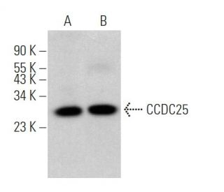 CCDC25 Antibody (D-12) - Western Blotting - Image 371852 