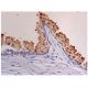 CCDC33 Antibody (F-3) - Immunohistochemistry - Image 287283 