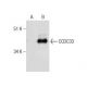 CCDC33 Antibody (F-3) - Western Blotting - Image 282070