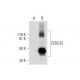 CCDC33 Antibody (H-2) - Western Blotting - Image 291994 