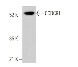 CCDC91 Antibody (D-12) - Western Blotting - Image 375967 