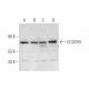 CCDC93 Antibody (H-11) - Western Blotting - Image 324816