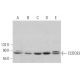 CCDC93 Antibody (H-11) - Western Blotting - Image 375972 