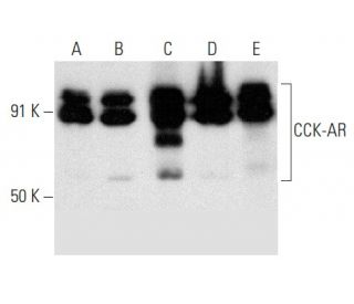 CCK-AR Antibody (F-6) - Western Blotting - Image 358392 