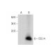 CCL14 Antibody (E-1) - Western Blotting - Image 288953