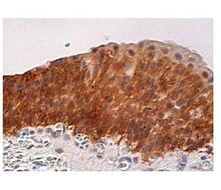CCL14 Antibody (E-12) - Immunohistochemistry - Image 158197 