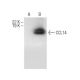 CCL14 Antibody (E-12) - Western Blotting - Image 154119