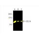 CCL14 Antibody (E-12) - Western Blotting - Image 392414 