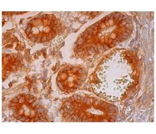 CCL14 Antibody (E-5) - Immunohistochemistry - Image 310220 