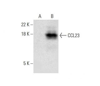 CCL23 Antibody (H-2) - Western Blotting - Image 299213 