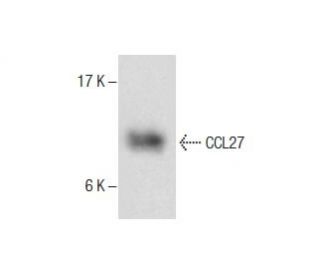 CCL27 Antibody (DR33) - Western Blotting - Image 287529