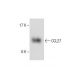 CCL27 Antibody (DR33) - Western Blotting - Image 287529