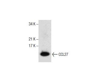 CCL27 Antibody (G-6) - Western Blotting - Image 286103 