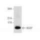 CCL27 Antibody (G-6) - Western Blotting - Image 286103 