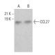 CCL27 Antibody (G-6) - Western Blotting - Image 384698