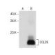 CCL28 Antibody (G-2) - Western Blotting - Image 157677