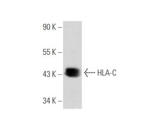 HLA-C Antibody (D-9) - Western Blotting - Image 65666 