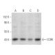 CCRK Antibody (885CT27.1.1) - Western Blotting - Image 374610