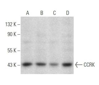 CCRK Antibody (885CT27.1.1) - Western Blotting - Image 374610SAM Transcription Activation: SAM system utilizing dCas9-VP64, MS2-P65-HSF1, and sgRNA for precise gene transcription activation.